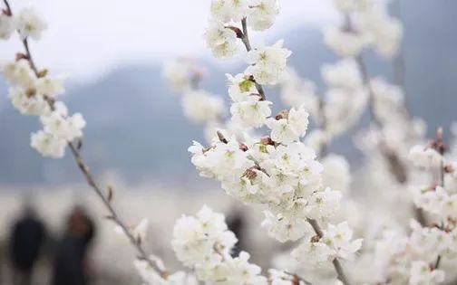 春暖花开最新登录地址，探索与体验之旅