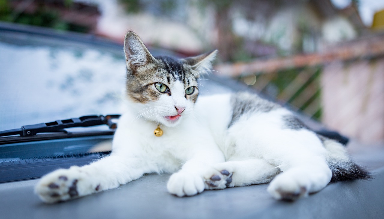 神秘新猫种，探索未知世界之旅