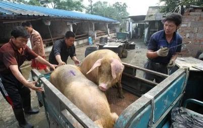 专家最新预测，猪价走势分析与展望