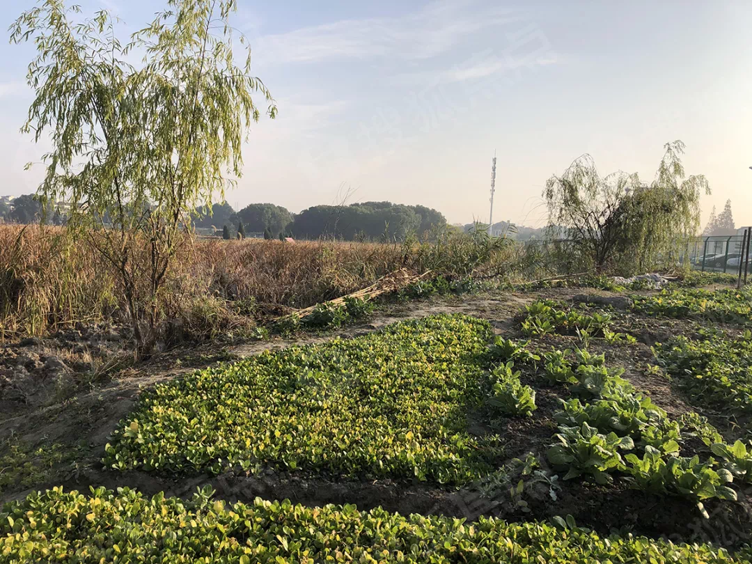 泗泾最新土拍动态，城市新一轮发展热潮涌动