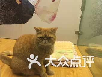 猫咪最新版域，探索全新猫咪文化领域