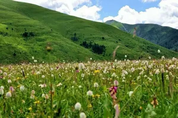 龙灯草原最新动态，自然之美与文旅融合的新篇章探索