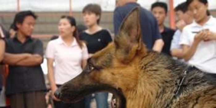 网络时代恶犬警示与应对策略