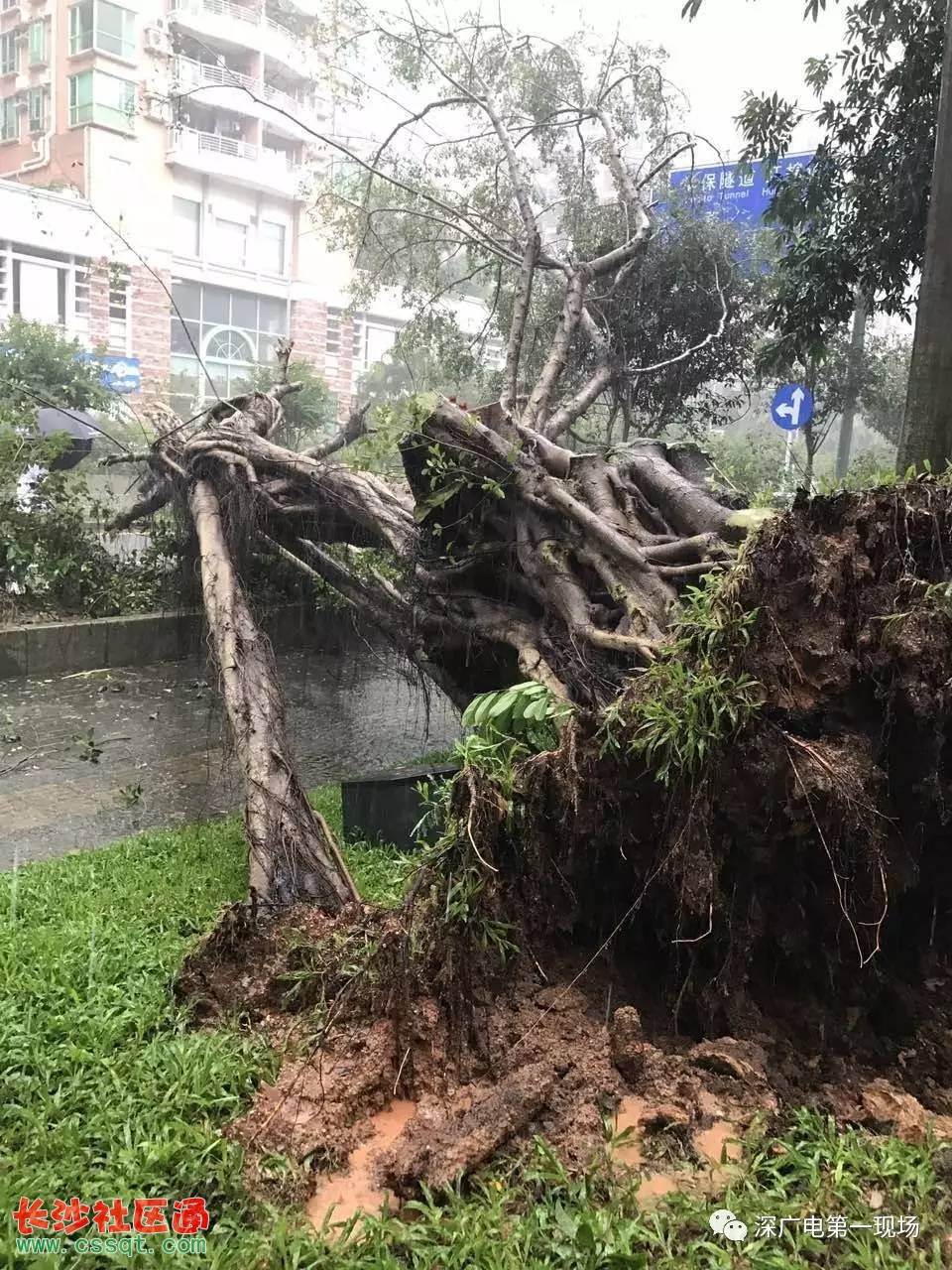 台风榕树影响及应对策略最新消息