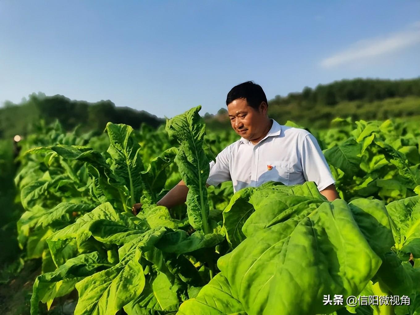 最新烟叶自动编杆机，技术革新引领产业升级的关键驱动力