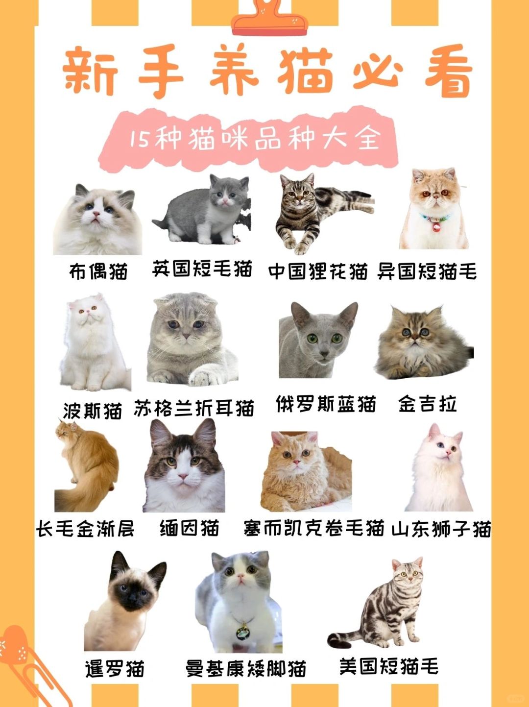 新澳资料免费最新,宠物猫 品种_旗舰版4.189