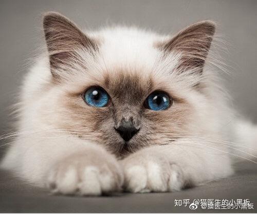 澳门开奖记录开奖结果2024,猫咪的口水有毒吗_黄金版5.46